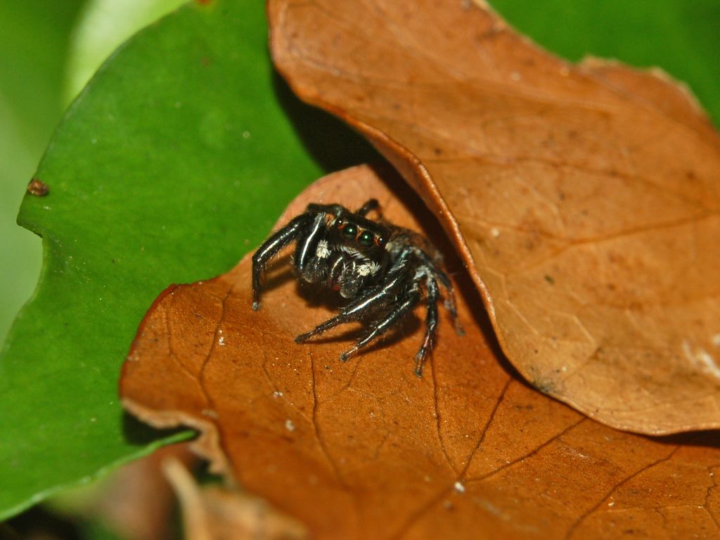 Evarcha sp.